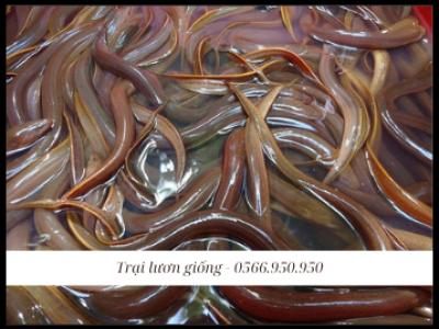 Bảng Giá Lươn Giống Hôm Nay