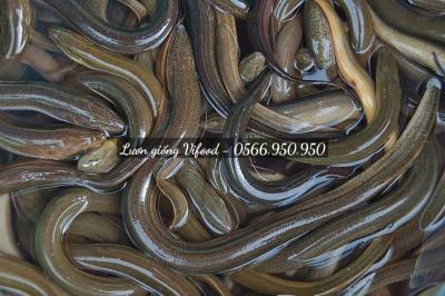 Các loại lươn giống Vifood cung cấp - Trại lươn giống Miền Tây