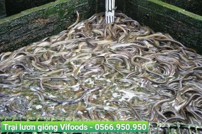 Các tiêu chuẩn kỹ thuật đối với lươn giống