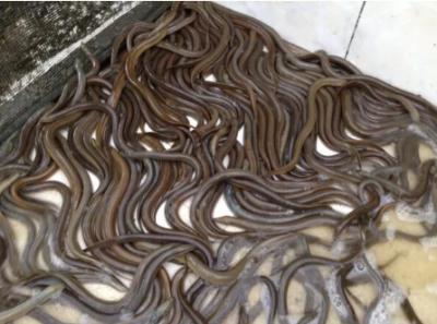 Cung Cấp Lươn Giống và Lươn Bố Mẹ Chất Lượng