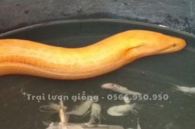 Độc lạ lươn vàng cực kì hiếm gặp