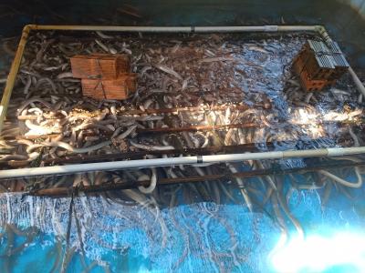 Hé lộ 4 kinh nghiệm nuôi lươn không bùn quý giá của một nông dân triệu phú Kiên Giang, nuôi đâu trúng đấy