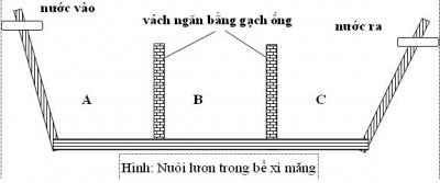 Hướng dẫn làm chuồng nuôi lươn đúng cách
