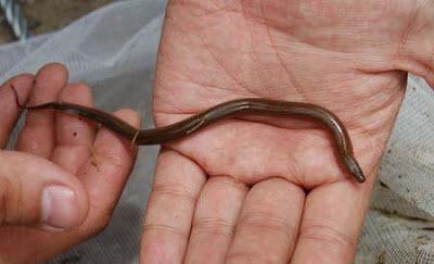 Kỹ Thuật Chọn Con Giống