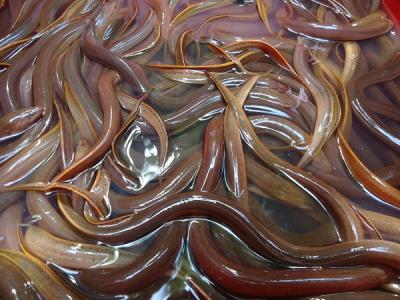 KỸ THUẬT NUÔI LƯƠN ĐỒNG (Monopterus albus)