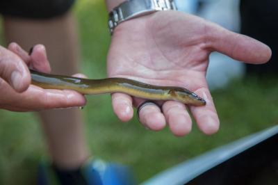 Kỹ Thuật Phòng Bệnh Cho Lươn