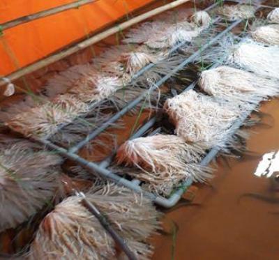 Một số lưu ý khi chuẩn bị nuôi lươn không bùn