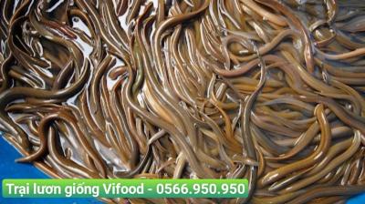 Mua lươn đồng thương phẩm ở đâu?