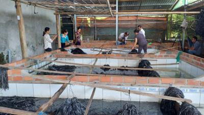 mua lươn giống ở thanh hóa