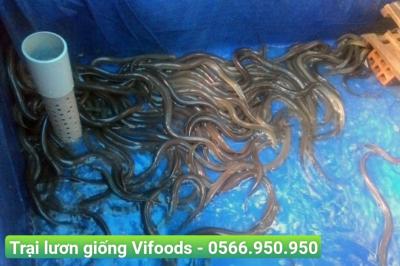 Nông dân miền Tây nuôi lươn trong can nhựa: Mô hình hiệu quả, dễ áp dụng