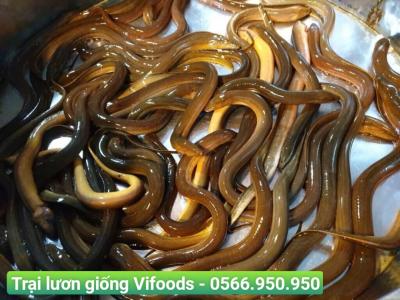 Nuôi lươn bằng giun quế bỏ túi chục triệu tháng
