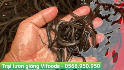 Nuôi lươn không bùn ở Đức Thọ