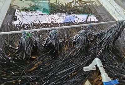 Nuôi lươn không bùn, thu hoạch quanh năm