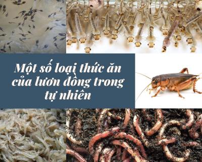 Thức ăn của lươn đồng là gì?