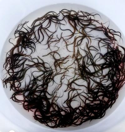 Tiềm năng phát triển lươn giống ở các tỉnh miền Trung