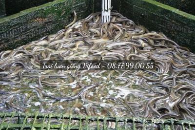 Trại lươn giống Đồng Nai