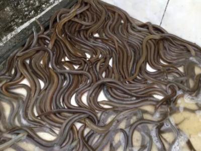 trại lươn giống gần nhất