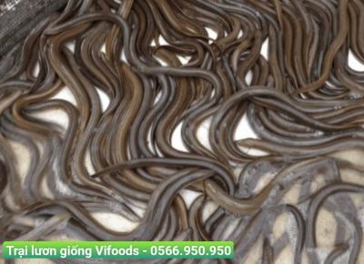 Trại lươn giống miền nam Vifoods