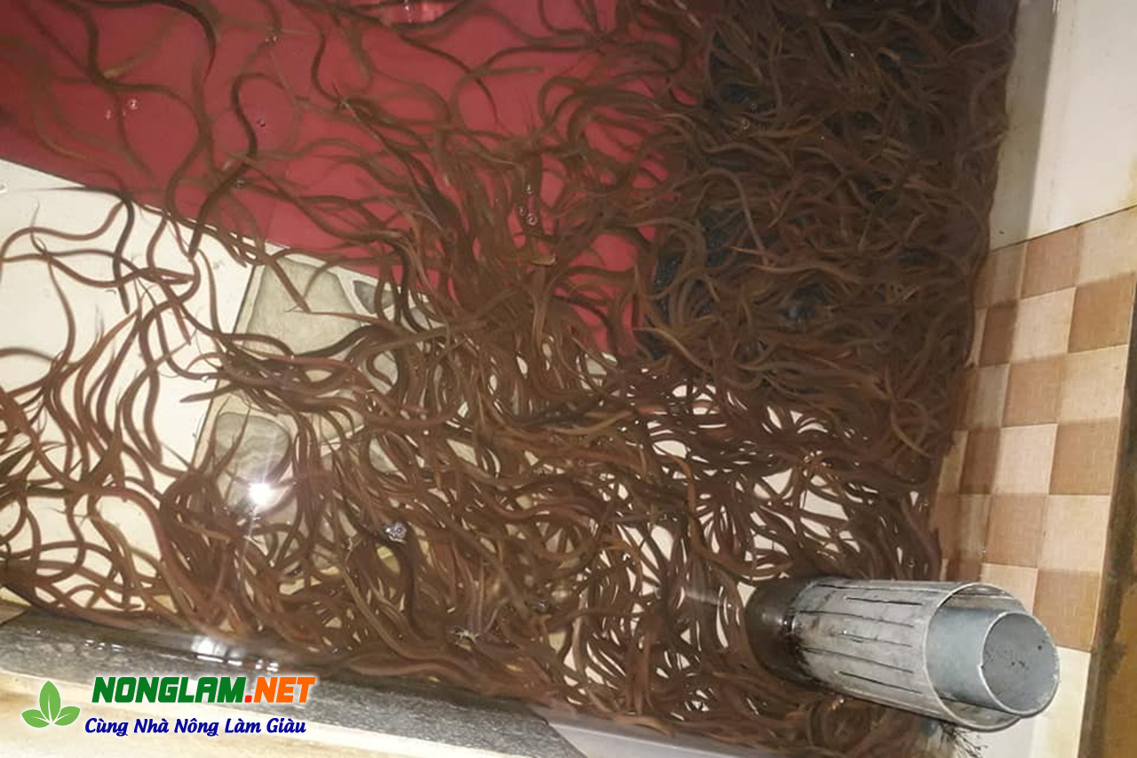 Lươn giống Miền Trung