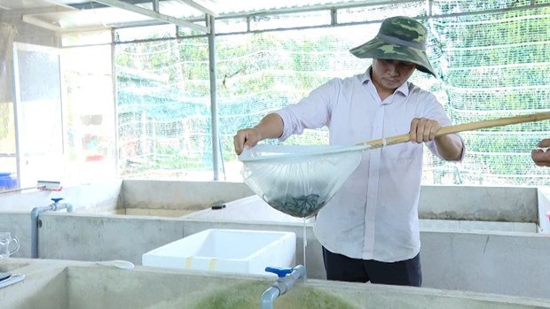 Thu nhap tien ty tu nuoi luon khong bun trong be xi mang o Ba Ria-Vung Tau hinh anh 1