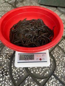 lươn giống đạt chuẩn