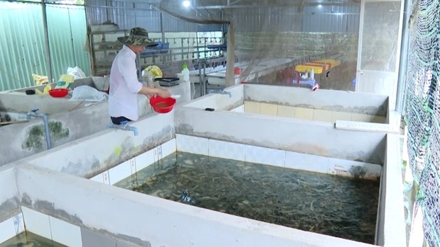 Thu nhap tien ty tu nuoi luon khong bun trong be xi mang o Ba Ria-Vung Tau hinh anh 3